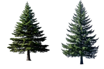 Isolated Photo of Two Green Pine Trees With Transparent Background