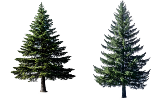 Isolated Photo of Two Green Pine Trees With Transparent Background - Powered by Adobe