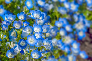 Nemophira/ネモフィラの花