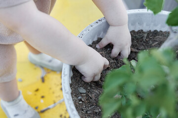 The baby is playing with a pot of plants, specifically a tomato plant. The baby's hands are in the soil and they seem to be enjoying themselves as they interact with the plant.