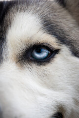 blue eyed grey siberian husky portrait  © Mariana