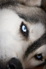 blue eyed grey siberian husky portrait  © Mariana