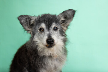 Senior dog with white fur on face portrait on turquoise background