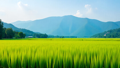 Fototapeta premium panoramic view of rice fields, with a background of high mountains