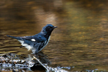 Black-throated blue warbler (Setophaga caerulescens) bathing in a creek in Osprey, Florida