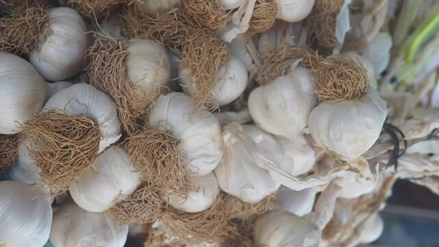 Fresh garlic bulbs with roots are stacked at a bustling market stall