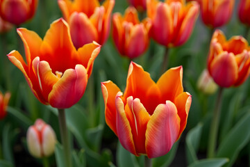 Obraz premium Vibrant Overhead View of Red and Orange Tulips Blooming in a Lush Garden Bed Presenting Nature's Splendor and Floral Beauty in Springtime