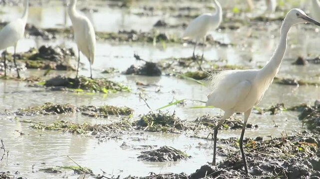The little egret or Egretta garzetta is a species of little egret in the family Ardeidae, a flock of small egrets that are foraging in rice fields that are being plowed