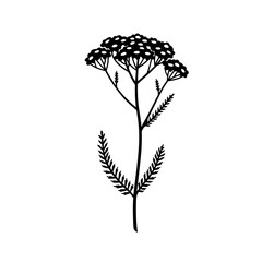 Yarrow Flower Illustration: A delicate yet strong yarrow flower with a complex structure of fluffy, clustered flowers and delicate leaves is depicted in a simple.