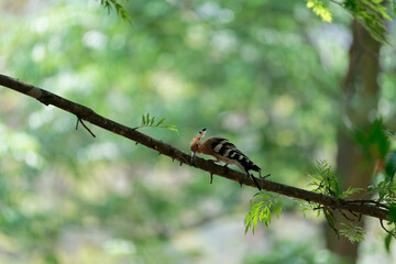 Common hoopoe on the branch © Bhutan Japan Nature