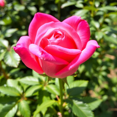 Close-up of pink garden rose in bloom, surrounded by green leaves under soft sunlight