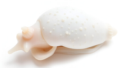 Fototapeta premium Rochia conus, is a species of sea snail, a marine gastropod mollusk in the family Tegulidae isolated on white.