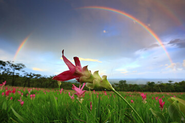 Beauty of nature after rain at Sai Thong National Park Chaiyaphum Province, Thailand