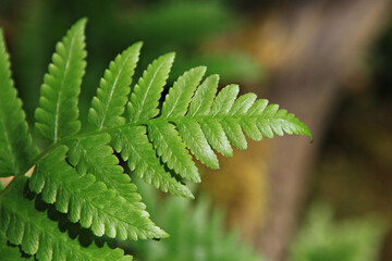 Variety of tropical green ferns background. Green leaves fern tropical rainforest foliage plant isolated background