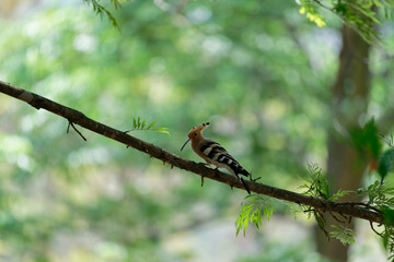 Common hoopoe on the branch © Bhutan Japan Nature