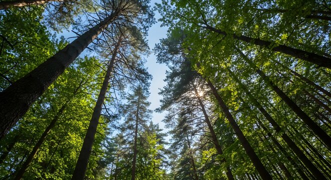 Photo from a perspective looking up into a forest of trees