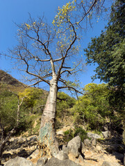 Baobab trees on the way to Jabal Samhan in Southern Oman, Salalah province