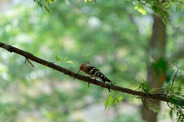 Common hoopoe on the branch