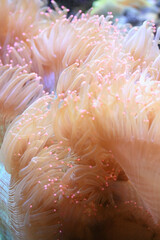 Radianthus malu, also known as the malu anemone, delicate sea anemone or white sand anemone