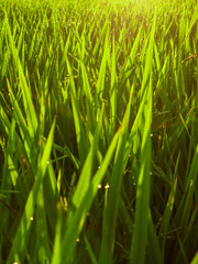 paddy plantation with dew drops