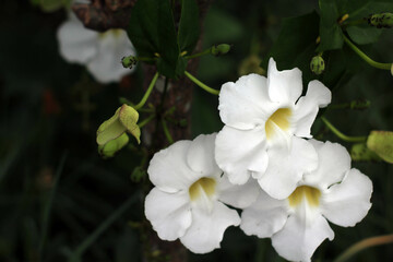 Mandevilla  Alice du Pont