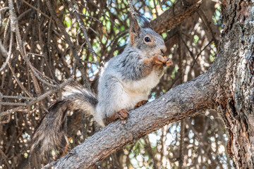 The squirrel with nut sits on a branches in the spring or summer.