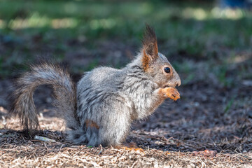 Squirrel in autumn or spring with nut on the green grass with fallen yellow leaves
