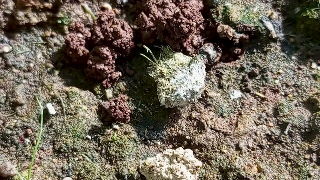 Dung bettle or dung beetle, collecting the feces of other animals in the vicinity
