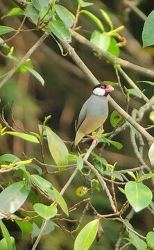 Java sparrow perched on a tree branch jakarta, Indonesian  22 April 2025