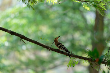 Common hoopoe on the branch