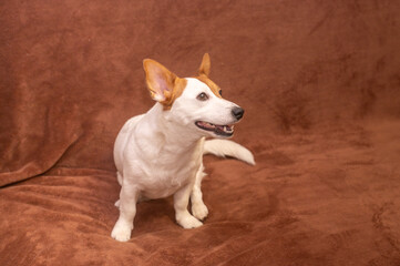 portrait of a Jack Russell dog resting at home