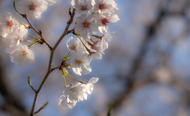 Fototapeta premium 日本の春を彩る桜の花