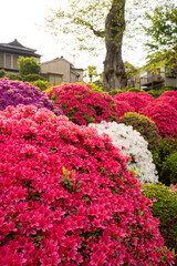 Floral background of blooming colourful Azalea flowers outdoor at daytime in a Japanese garden at the Nezu Shrine during spring in Tokyo city in Japan with space for text.