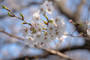日本の春を彩る桜の花