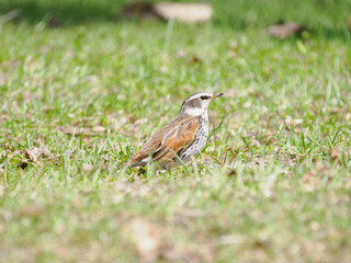 春のツグミ・メス