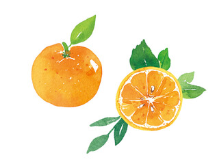 오렌지 두개 단면 잎사귀