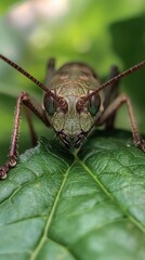 A bee collecting nectar from a bright red hibiscus flower, with a warm tropical setting
