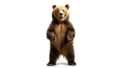 A large brown bear stands tall on its hind legs against a stark white background, displaying its impressive size and sharp claws.