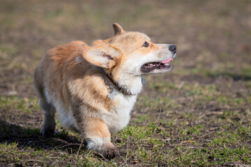 A Pembroke Welsh Corgi dog walks outdoors in a spring park. The dog is smiling. Close-up.
