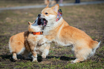 A Pembroke Welsh Corgi dog walks outdoors in a spring park. The dog is smiling. Close-up.