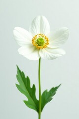 Fototapeta premium Delicate anemone flower in bloom with pure white and green on a minimalist background, isolation, whites