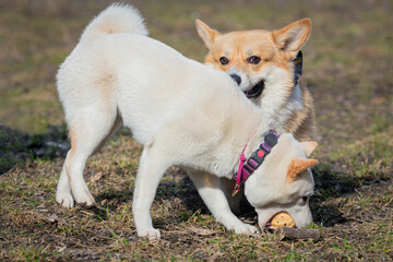 Corgi and Shiba Inu dogs play with a ball in a clearing