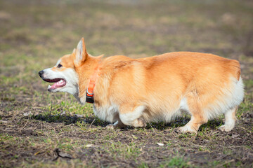 A Pembroke Welsh Corgi dog walks outdoors in a spring park. The dog is smiling. Close-up.