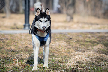 Naklejka premium A Siberian Husky dog walks through a spring park. Close-up.