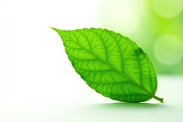 Fototapeta premium Fresh green leaf isolated on white background, foliage, garden, nature
