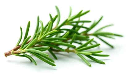 Fresh rosemary sprigs isolated on a white background, nature, herb, fresh