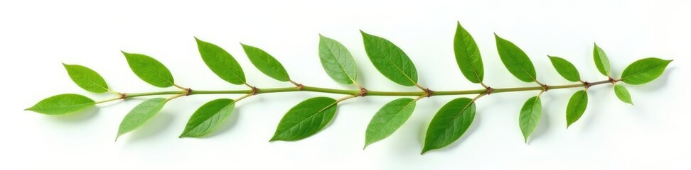 Naklejka premium Green plant branch isolated on white background with texture, green, foliage, plant life