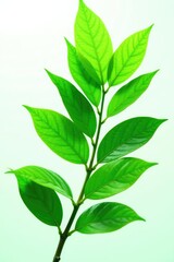 Naklejka premium Leafy green foliage isolated on white background, leaf, naturephotography, green leaves