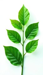 Fototapeta premium Leafy greens isolated on white background with some shadows, evergreen, plantlife, foliage