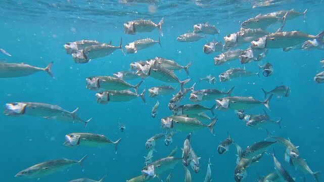 Closeup of wide open mouths of Long-jawed bigmouth mackerel feeding on plankton near surface of Indian Ocean in Amed Bali, Indonesia